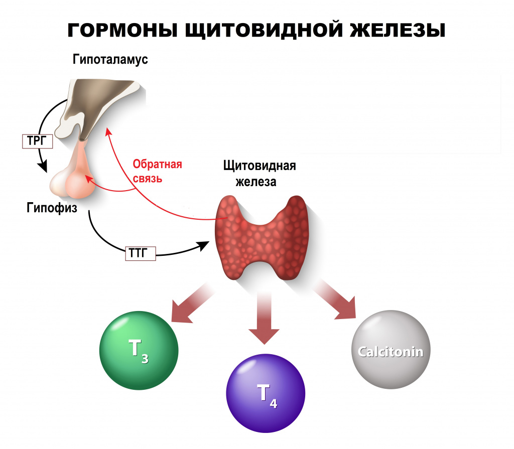 Гормоны щитовидной железы картинки