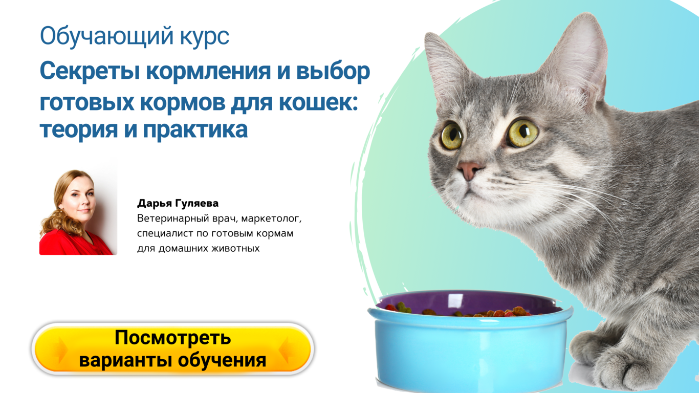 Курс Секреты кормления и выбор готовых кормов для кошек